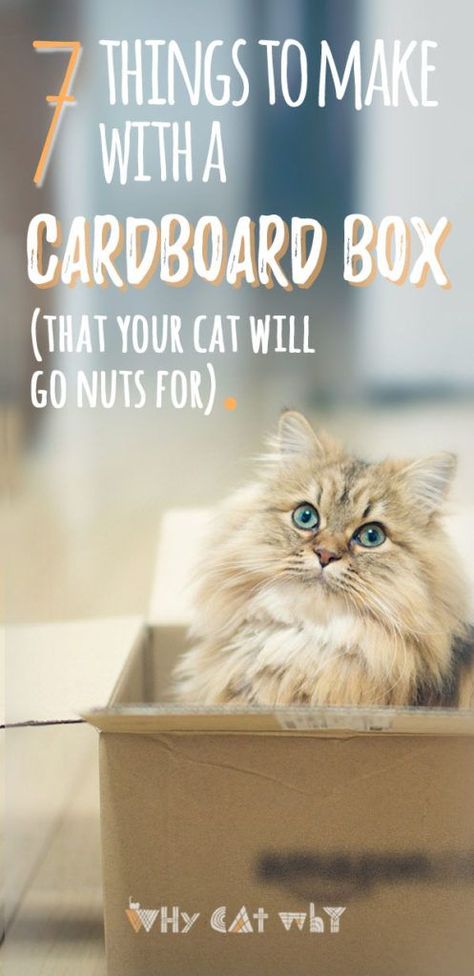 7 Things You Can Make With a Box (That Your Cat Will Go Bonkers For) | Cat Forts Cardboard Boxes, Cat Pole Diy, How To Make A Cat Toy, Diy Cat Toys Easy Cardboard Boxes, Diy Cat Scratcher Cardboard, Diy Cat Toys Kittens, Cat Set Up, Cat Enrichment Ideas, Cardboard Cat Toys