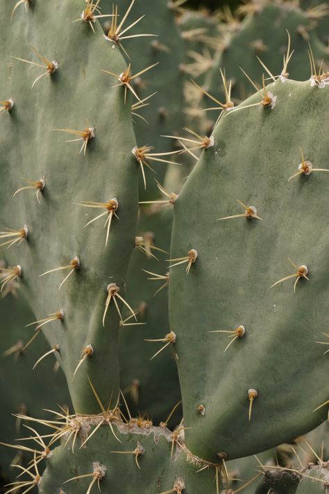 Southwest Aesthetic, Desert Inspo, Arizona Aesthetic, Cactus Photography, Desert Aesthetic, Desert Photography, Desert Dream, Western Aesthetic, Boho Aesthetic