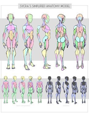 http://sycra.deviantart.com/art/Sycra-s-Simplified-Anatomy-Model-616377551 Character Turnaround, Anatomy Models, Anatomy Tutorial, Human Anatomy Drawing, Human Figure Drawing, Human Anatomy Art, Anatomy Sketches, Anatomy Poses, Body Reference Drawing