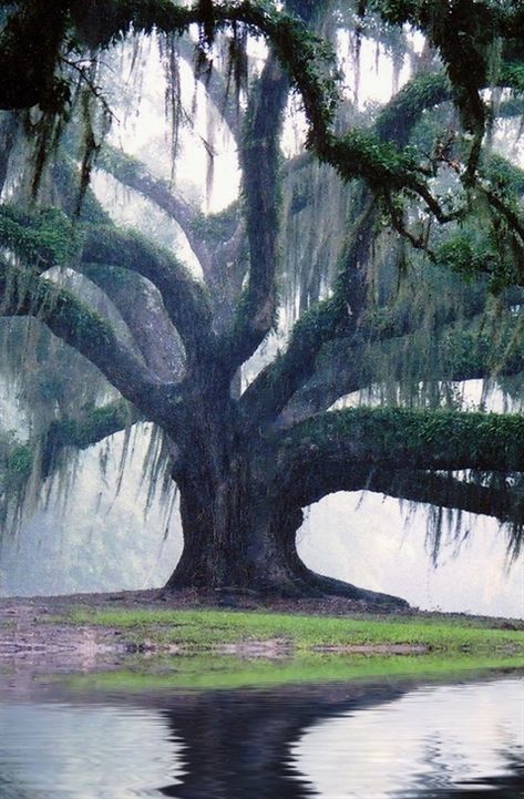 Jungle Gardens located on Avery Island, 50 min from Lafayette or 2.5 hrs from New Orleans Discover beautiful places on earth. Travel the world of your dreams. …#travel #wanderlust #gardens #nature #beautifulplaces #trees Jungle Gardens, Beautiful Places On Earth, Olive Garden, Kew Gardens, Beautiful Places Nature, Most Beautiful Cities, Beautiful Places In The World, Beautiful Places To Travel, Beautiful Places To Visit