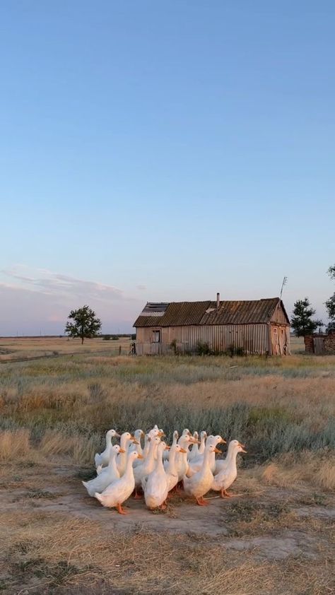 Future Farms, Farm Lifestyle, Wallpaper Pastel, A Barn, Jolie Photo, Nature Aesthetic, Agra, 귀여운 동물, Country Life