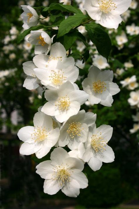 Sweet Mock Orange, Mock Orange Tattoo, Mock Orange Flower, Beauty And The Beast Flower, Orange Blossom Flower, Quotes Flower, July Flowers, Mock Orange, Orange Plant