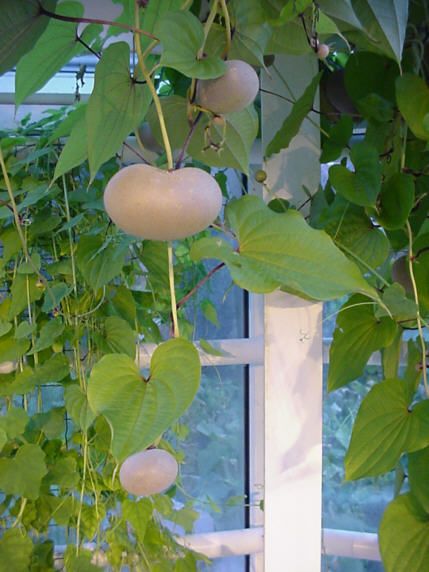 Air potatoes (Dioscorea bulbifera) Georgia Gardening, Garden Greenhouse, Edible Landscaping, Garden Guide, Veg Garden, Exotic Fruit, Diy Garden Projects, Planting Vegetables, Planting Herbs