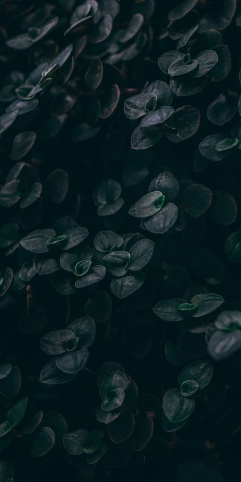 Iphone Background Art, Gardening Wallpaper, Sinchan Wallpaper, Dark Naturalism, Wallpaper Background Design, Iphone Wallpaper Vsco, Forest Plants, Plant Tattoo, Witchy Wallpaper