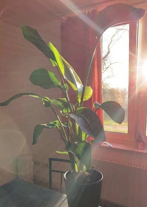 Giant Bird Of Paradise Indoors, White Bird Of Paradise Plant, Bird Of Paradise Plant Indoor, Bird Of Paradise Plant Care, Birds Of Paradise Plant, Bird Of Paradise Plant, Paradise Plant, Tropical Beauty, First Move