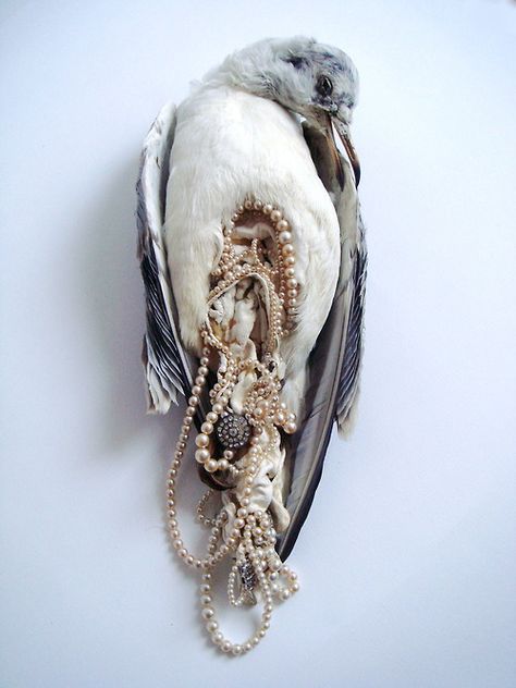 Jane Howarth - I've always loved these, so fragile but so beautiful Taxidermy Art, Vulture Culture, Damien Hirst, Artist Statement, Sculpture Installation, Weird And Wonderful, Taxidermy, Beautiful Birds, 3d Art