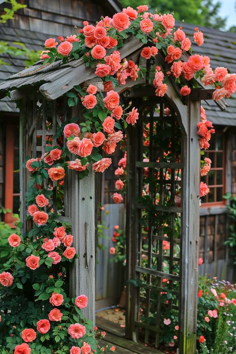 Wondering how to get those gorgeous climbing rose blooms all summer? The answer lies in proper feeding. Read more. Small Rose Garden Ideas, Secret Garden Door, Cottage Garden Roses, Blooms All Summer, Landscaping With Roses, Garden Archway, Flower Garden Plans, Rose Garden Design, Victorian Gardens