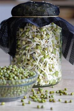 Bean Sprouts Growing, Bean Sprout Recipes, Foxy Folksy, Growing Sprouts, Growing Garden, Sprouted Grains, Growing Microgreens, Sprouting Seeds, Sprout Recipes