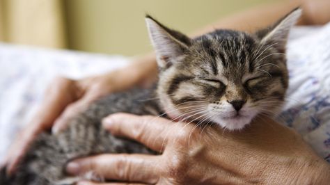 Grief-of-the-Loss-of-a-Pet-After-60 Kitten Biting, Why Do Cats Purr, Purring Cat, Cat Purr, Healthy Cat, Curious Cat, Kittens And Puppies, Cat Behavior, Kittens Funny