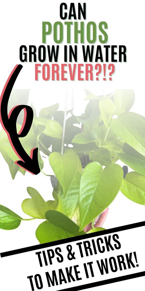 How To Grow Pothos In Water, Pothos Shower Plant, Pothos Water Propagation, Plants In Water Vase How To Grow, Growing Pothos In Water, Pothos In Water Vase, Pathos In Water, Propagating Pothos In Water, Pothos In Fish Tank