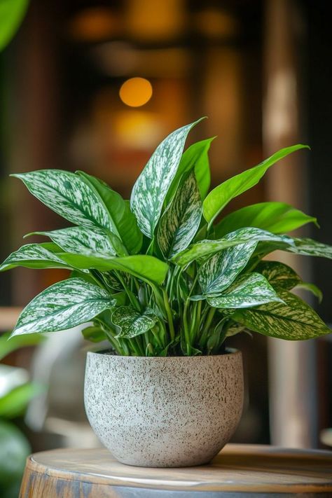 Chinese Evergreen (Aglaonema) is a beautiful and resilient choice for any indoor space! 🌿🏡 Known for its stunning, variegated leaves and easy-care nature, this plant is a delightful blend of vibrant colors and durability. Perfect for adding a touch of lush greenery and elegance, Chinese Evergreen thrives in various conditions and enhances any room. Indulge in this timeless botanical favorite today! 🌱✨ #ChineseEvergreen #Houseplants #IndoorGarden #GreenLiving Inside Plants Decor, Indoor Plants Decor, Feng Shui Plants, Tall Indoor Plants, Diy Garden Fountains, Plants Ideas, Chinese Evergreen, Balcony Plants, Inside Plants