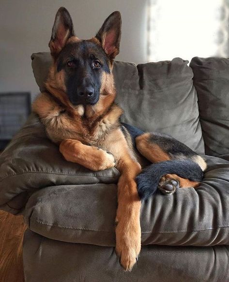 14 Facts About German Shepherd Dogs | Page 2 of 4 | PetPress Athletic Dogs, German Shepherd Pictures, German Shepherd Funny, Dog German, Coban, Dog Activities, Shepherd Puppies, German Shepherd Puppies, German Shepherds