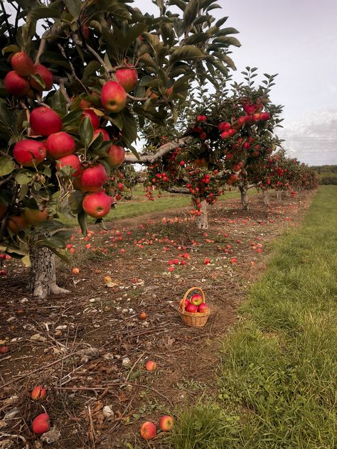 Fall Plans Ideas, Garden In September, Apple Orchard Aesthetic, Apple Picking Aesthetic, Fall Orchard, Full Aesthetic, Fall Everything, Autumn Apples, Autumn Farm