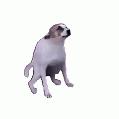 Dance Dancing GIF - Dance Dancing DancingDog - Discover & Share GIFs Dancing Dog Gif, Gif Transparent, Barbie Dog, Funny Dancing Gif, Dancing Animals, Dog Animation, Dancing Gif, Dance Humor, Scary Art