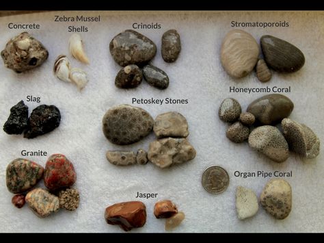 Lake Michigan Stones, Michigan Rocks, Ladybug E Catnoir, Rock Identification, Rock Tumbling, Rock Hunting, Rocks And Fossils, Petoskey Stone, Geology Rocks