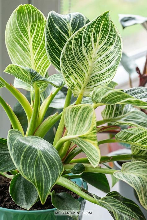 Philodendron Birkin plants are stunning indoor plants. This plant guide has all the Philodendron Birkin care tips on watering, light, humidity, propagation, and more. modandmint.com. Birkin Plant, Indoor Plant Room, Villa Astor, Philodendron Birkin, Philodendron Care, Zebra Plant, Banana Leaf Wallpaper, Philodendron Plant, Plant Care Houseplant