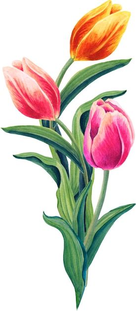 Ramo de tulipanes ilustración floral acu... | Premium Photo #Freepik #photo #jardin-flores #ramo-flores #tulipan #floral-acuarela Premium Photo, Tulips, Jade, Drawings, Flowers, Floral, Art, Tela