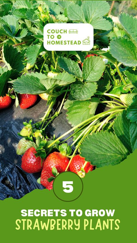 growing strawberry plants Companion Planting Strawberries, Strawberries In Raised Beds, Planting Strawberries, Best Companion Plants, Grow Strawberries, Easy Vegetables To Grow, Bush Beans, Companion Plants, Plant Help