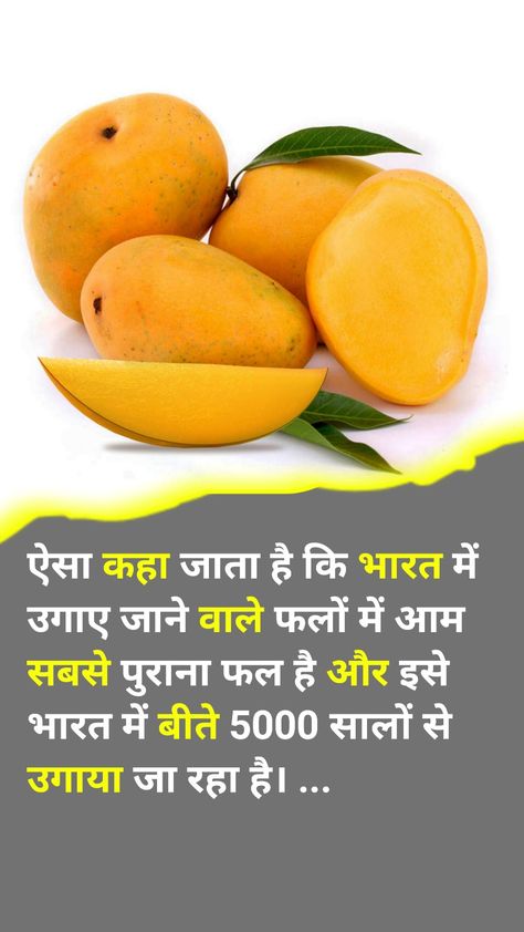 Mango Amazing Facts Hindi amazing facts Amazing facts in Hindi Fruits Facts In Hindi, Fact About Food In Hindi, Top 5 Fruit Fact In Hindi, Amazing Hindi Fact, Food Facts In Hindi, Amazing Fact In Hindi, Amazing Science Facts In Hindi, Fact Hindi, Fact In Hindi