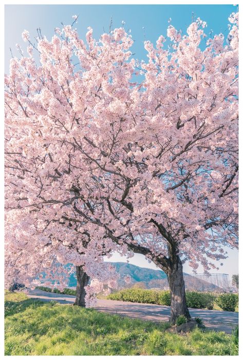 Korea Life, Pink Blossom Tree, Cherry Blossom Wallpaper, Sakura Tree, Sakura Flower, Sakura Cherry Blossom, Pink Trees, 수채화 그림, Tree Wallpaper