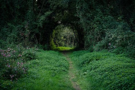 Wood Nymph Aesthetic, Overgrown Ruins, Calming Place, Moody Nature, Raven Boys, Enchanted Wood, Baba Yaga, Green Forest, Green Nature