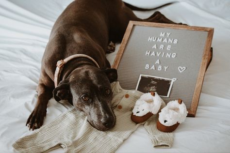 Dog pregnancy announcement idea Baby Announcement Ideas With Dogs, Baby Announcement With Dog, Baby Announcing Ideas With Dog, Work Pregnancy Announcement, Pregnancy Announcement January 2025, Pregnancy Announcement Dog, Subtle Pregnancy Announcement, Pregnancy Announcement With Dog, Pregnancy Announcement With Dogs