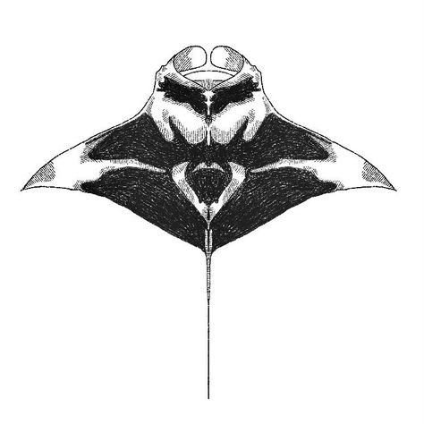 babie Mantaray Back Tattoo, Manta Ray Back Tattoo, Mantaray Drawing, Manta Ray Tattoo Design, Oceanic Tattoo, Stingray Tattoo Design, Mantaray Tattoo, Honey Badger Tattoo, Manta Tattoo