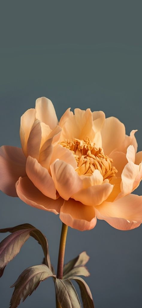 Orange Flower Wallpaper, Orange Peonies, Orange Peony, Author Branding, Ios Ideas, Peony Wallpaper, Peony Painting, Painting Wallpaper, Peony Flower