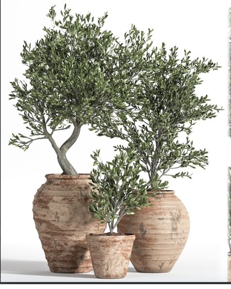 Wabi Sabi Outdoor, Indoor Olive Tree, Labyrinth Design, Potted Plants Outdoor, Plants Are Friends, Antique Pottery, Patio Plants, Plant Decor Indoor, Outdoor Pots