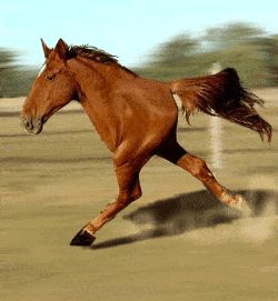 Animals without necks - 9GAG Funny Horse Pictures, Horse Running, Funny Horses, Animated Animals, Running Horses, Funny Horse, 웃긴 사진, Weird Animals, Horse Pictures