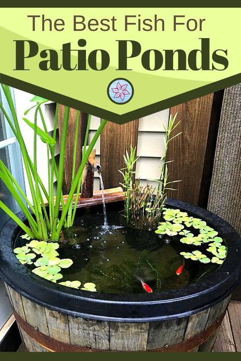 Are you looking for the best fish options for your outdoor container pond or a small water feature? The good news is that you can keep many types of fish inside a smaller space but there are a few things you will need to know before starting. Water Garden Inside House, Deck Fish Pond Ideas, Easy Fish Pond Ideas, Small Pond For Garden, Water Features For Deck, Small Round Pond Ideas, Container Koi Pond, Small Backyard Fish Pond Ideas, Planter Fish Pond