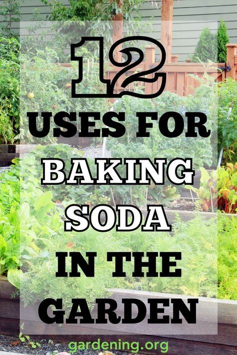 Baking Soda In The Garden, Benefits Of Baking Soda, Baking Soda Benefits, Baking Soda Water, Baking Soda Vinegar, Garden Remedies, Cleaning Tasks, Baking Soda Uses, Garden Help