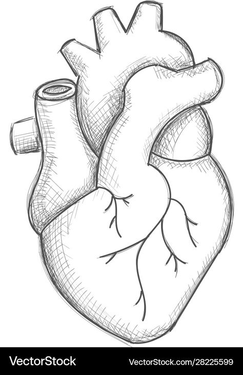 Human Heart Sketch, Heart Anatomy Drawing, Heart Pencil Drawing, Easy Heart Drawings, Anatomical Heart Drawing, Heart Sketches, Human Heart Drawing, Human Heart Anatomy, Whatsapp Wallpaper Cute