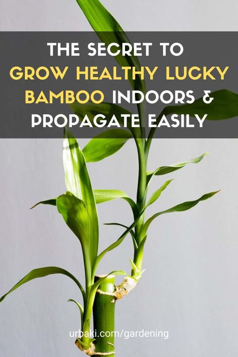 Propagate Lucky Bamboo, Chinese Bamboo Plant, Bamboo Plant Indoor, Lucky Bamboo Care, Indoor Bamboo Plant, Bamboo Plant Decor, Bamboo House Plant, Bamboo Plant Care, Indoor Bamboo