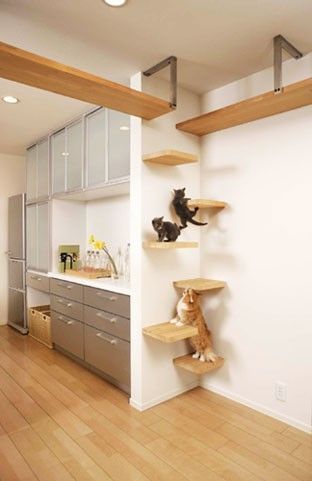 Cool Cat Beds, Katt Diy, Katt Grejer, Diy Remodeling, Kat Diy, Cat Ladder, Diy Cat Tree, Cat Perch, Design Blogs