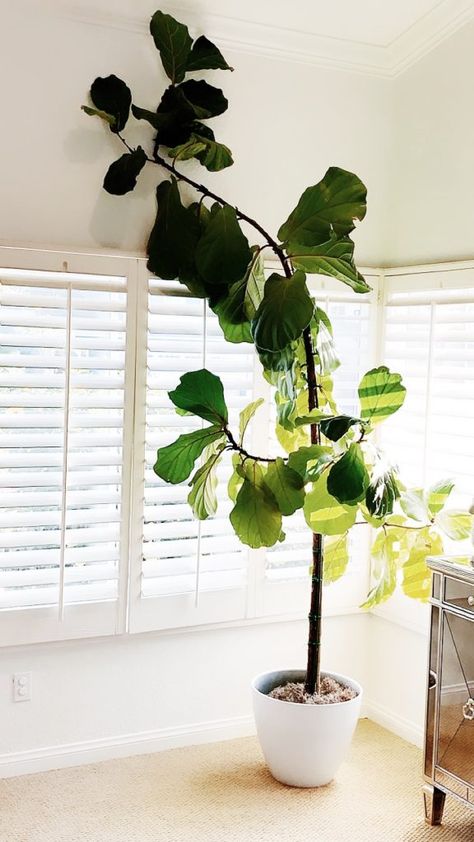 Fiddle Leaf Fig Tree Indoor Decor, Fiddle Leaf Tree In Living Room, Tall Fiddle Leaf Tree, Fiddle Leaf Living Room, Fiddle Tree Living Room, Indoor Fiddle Leaf Tree, Large Fiddle Leaf Tree Living Room, Indoor Fig Tree, Fiddle Leaf Tree Decor