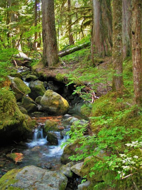 Mossy Forest Creek on Comet Falls Trail in Mt Rainier ... Forest Biome, Forest Creek, Mossy Forest, Mountain Scenes, Forest Resort, Environment Photography, Background References, Mysterious Forest, Mt Rainier National Park