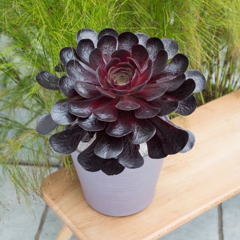 Purple Succulent Is Chelsea Flower Show's Plant Of The Year | Apartment Therapy Judas Tree, Garden Cloche, Indoor Watering Can, Purple Succulents, Tree Nursery, Chelsea Flower, Chelsea Flower Show, Unique Plants, Growing Food