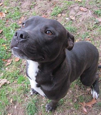 Black Pitbull Dog, Black Pitbull Terrier, Black And White Pitbull Puppy, Pitbull Lab Mix Dog, Pitbulls Black, Pitbull Black And White, Dog Kinds, All Black Pitbull, Black Pitbull Puppies