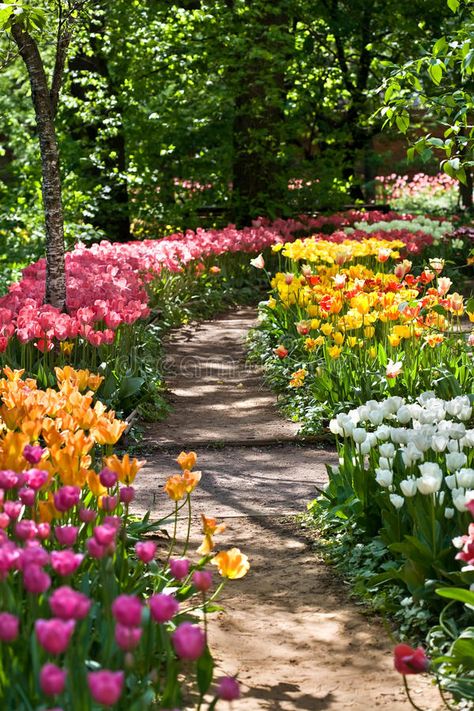 Shaded Garden, Ranunculus, Flower Pathway, Colorful Tulips, Pretty Garden, Tulips Garden, Garden Path, Garden Cottage, Alam Semula Jadi