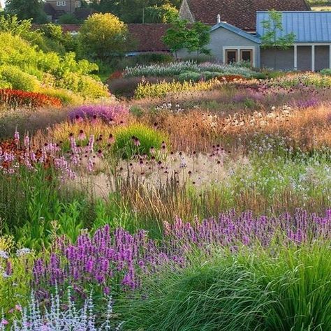 To Paint, Prairie Planting, Piet Oudolf, Prairie Garden, Meadow Garden, Different Types Of Flowers, Planting Design, Garden Inspo, Summer Plants