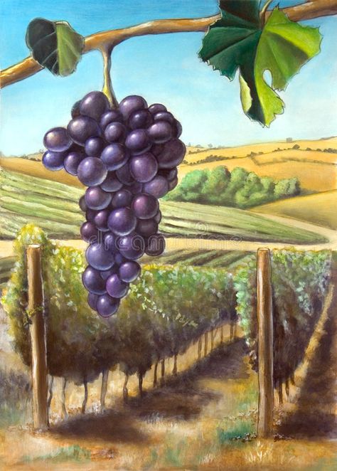 Grape and vineyard. Suitable for wine labels. My original hand painted illustration Vineyard Artwork, Grape Drawing, Vineyard Art, Grape Painting, Grape Vineyard, Wine Grape, Wine Vineyards, Painted Illustration, Wine Painting