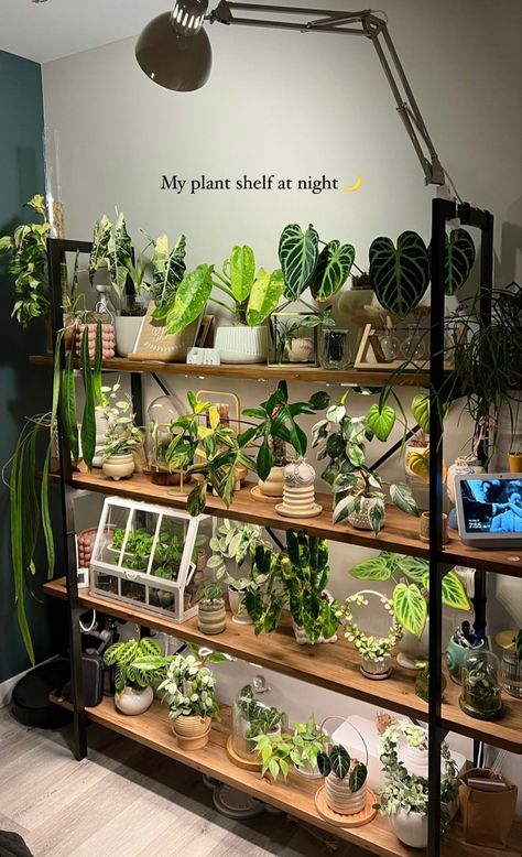 Plant Care Houseplant, My Plant, Inside Plants, Dekorasi Kamar Tidur, Growing Plants Indoors, Plant Decor Indoor, Plant Aesthetic, House Plants Decor, Room With Plants