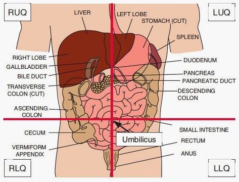 Health Assessment Nursing, Quadrants Of The Abdomen, Emt Study, Anatomy Organs, Paramedic School, Radiology Student, Nursing Assessment, Nursing School Essential, Basic Anatomy And Physiology