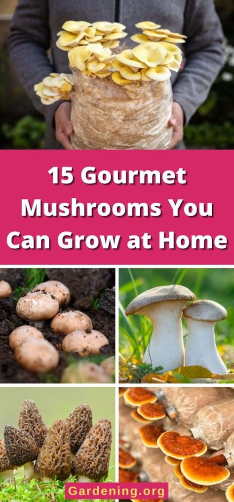 15 Gourmet Mushrooms You Can Grow at Home - Gardening Growing Morel Mushrooms, Growing Mushrooms Indoors, Homegrown Vegetables, Mushroom Farm, Grow Mushrooms, Growing Mushrooms At Home, Mushroom Varieties, Chicken Of The Woods, Mushroom Spores