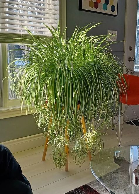 How to Make a Spider Plant Bushier & Lush: 8 Tricks | Balcony Garden Web Shade Loving House Plants, Plant Tray Ideas, Plant Growing Aesthetic, Houseplant Containers Ideas, Indoor Plant Design Ideas, How To Transport Plants When Moving, Fertilizer For Water Plants, Indoor House Plants Decor Ideas, Indoor Plant Arrangements