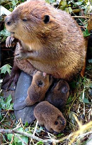 Mama beaver and her 3 babies Beaver Pictures, Baby Beaver, Photo Animaliere, Zoo Babies, Rodents, Cute Creatures, Sweet Animals, Animal Planet, An Animal