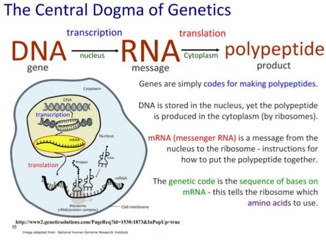 Translation Biology, Genetic Engineering Notes, Genetics Notes Biology Class 12, Genetics And Evolution Notes, Genetic Mutation Notes, Central Dogma, Microbiology Study, Genetic Engineering Infographic, Tissue Biology