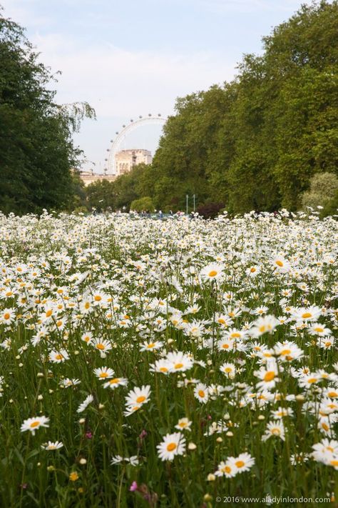 View of the London Eye from St James's Park, London. This guide to the best summer gardens in London will show you where to find the top London gardens for the season. From Kew Gardens in London in summer to Hyde Park and the rose garden in Regent’s Park, there are a lot of great ones around. #gardens #london Rose Garden Landscape, Park Scene, London Guide, Meditation Garden, London Garden, London Summer, London Park, London Places, Garden Park