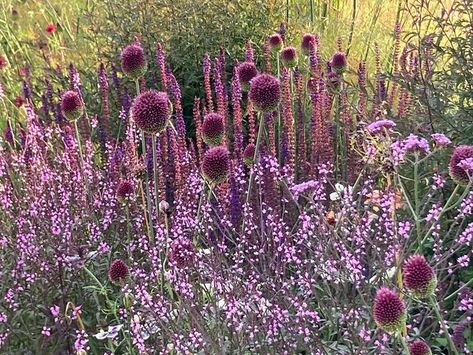 Salvia Caradonna, Verbena Bampton, Verbena Bonariensis Border, Patio Bed, Allium Ursinum, Allium Sphaerocephalon, Verbena Bonariensis, Allium Sativum, Lady In Black